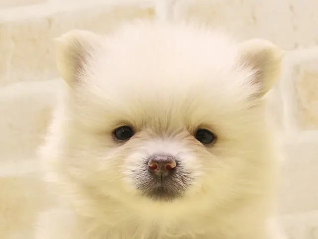 神奈川県のポメラニアン (ペッツワン三浦店/2025年5月12日生まれ/男の子/クリーム)の子犬